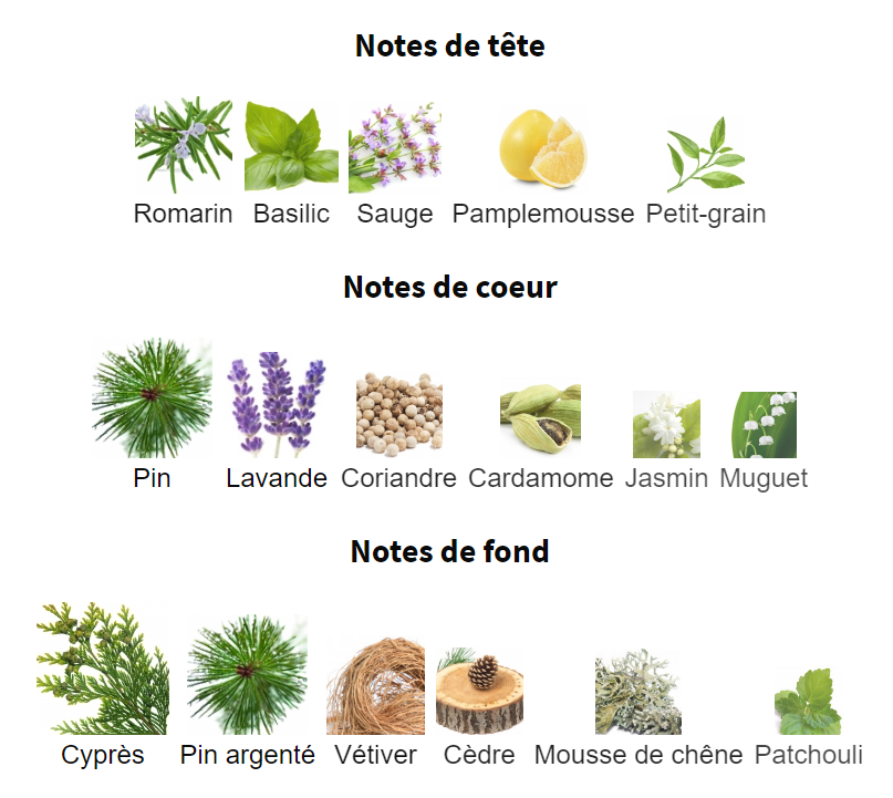 Notes olfactives tête coeur fond Acqua di Parma Blu Mediterraneo Cipresso di Toscana romarin sauge basilic pamplemousse petit-grain pin lavande coriandre cardamome jasmin muguet cyprès vétiver cèdre mousse chêne patchouli